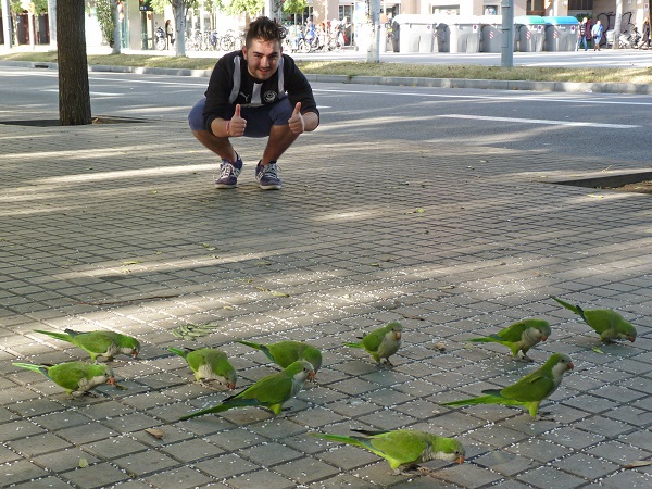 Spanish pigeons