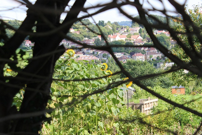 Larkhall Athletic FC - Plain Ham